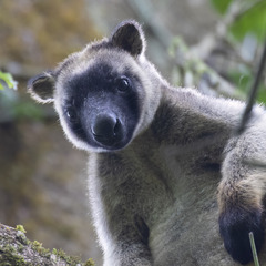 Dendrolagus lumholtzi