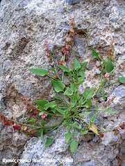 Rumex cyprius