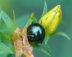 Chrysolina varians