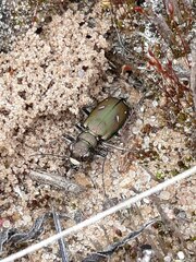 Cicindela purpurea