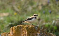 Oenanthe hispanica