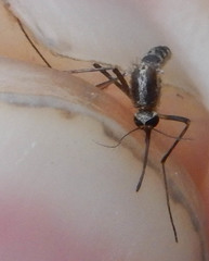 Aedes tormentor