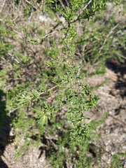 Lycium carolinianum