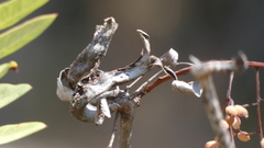 Baizongia pistaciae