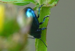 Chrysolina varians