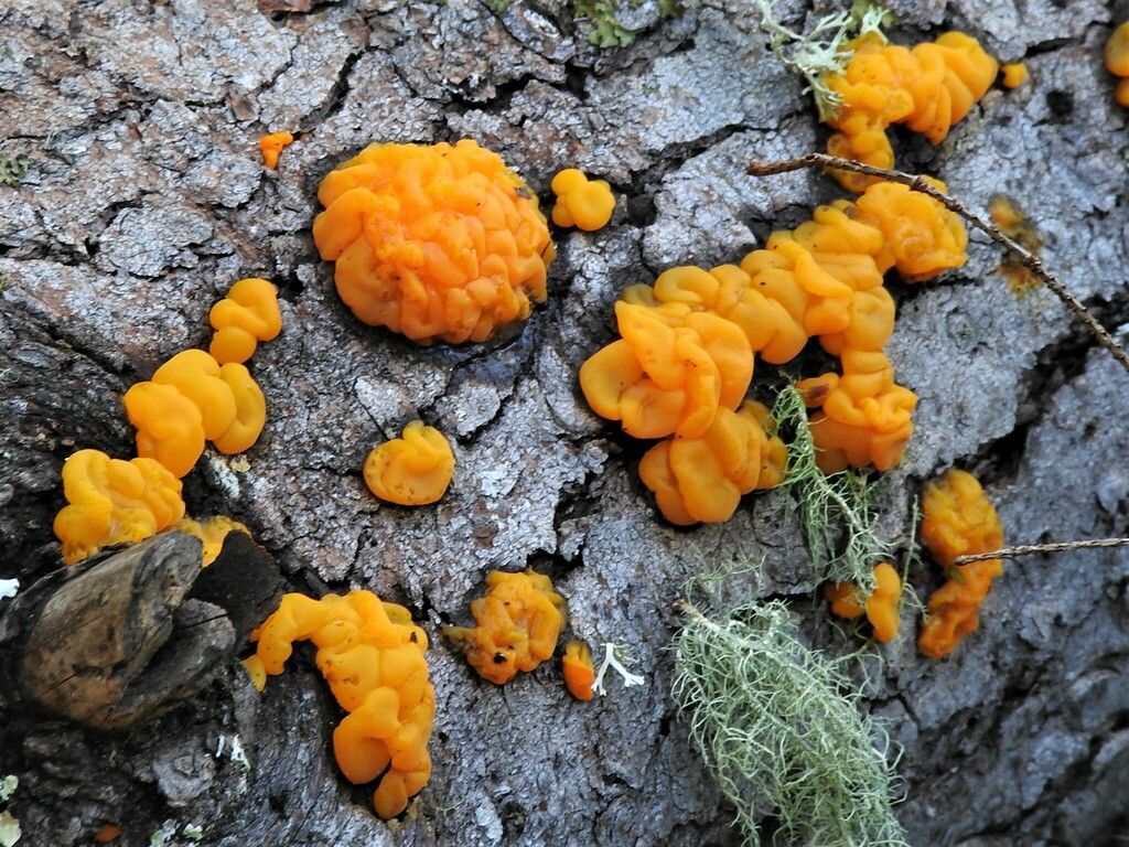 Orange Jelly Spot from Lake Lagunitas, California 94904, USA on January