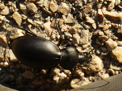 Carabus