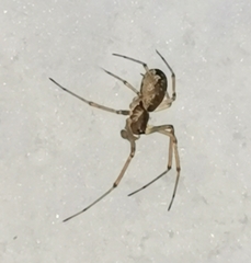 Neriene peltata