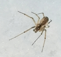 Neriene peltata