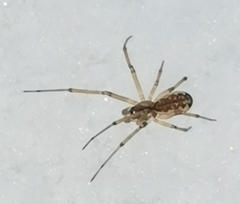 Neriene peltata