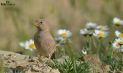 Bucanetes githagineus