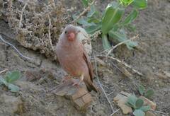 Bucanetes githagineus