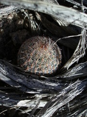 Escobaria tuberculosa