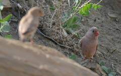 Bucanetes githagineus