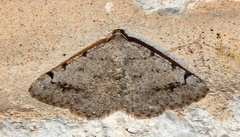 Digrammia