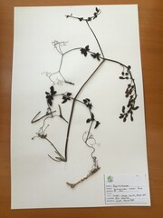 Eccremocarpus scaber