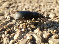 Carabus