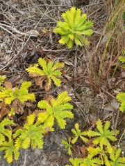 Osmitopsis dentata