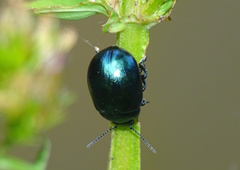 Chrysolina varians