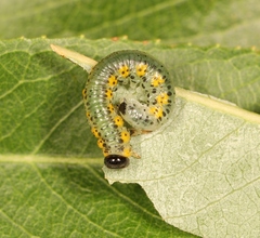 Euura melanocephalus