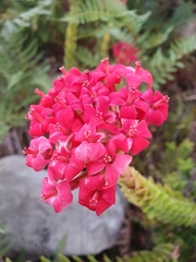 Crassula coccinea