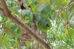 Stomiopera unicolor