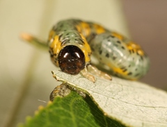 Euura melanocephalus