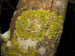 Xanthoria parietina