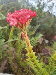 Crassula coccinea