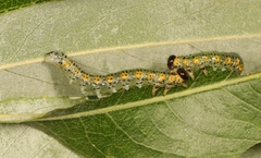 Euura melanocephalus