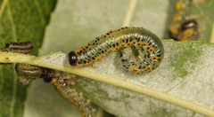 Euura melanocephalus