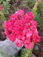Crassula coccinea
