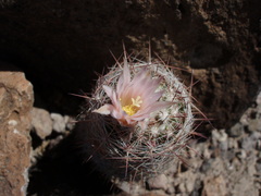 Escobaria tuberculosa