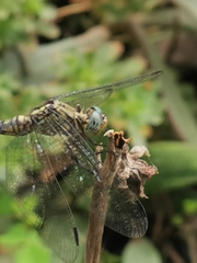 Orthetrum