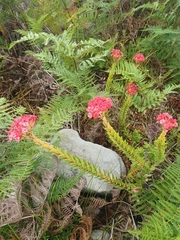 Crassula coccinea