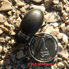 Carabus