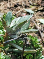 Orthetrum
