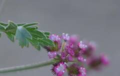 Sanguisorba verrucosa