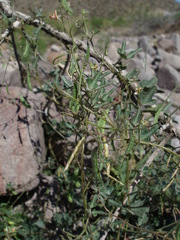 Phaseolus filiformis