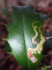 Phytomyza ilicicola