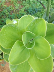 Kalanchoe luciae