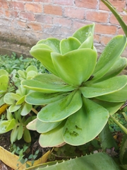 Kalanchoe luciae