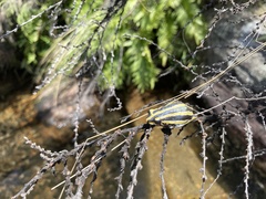 Hyperolius marmoratus taeniatus