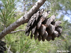 Pinus brutia