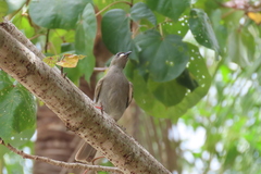 Stomiopera unicolor
