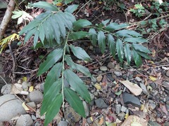 Alpinia flabellata