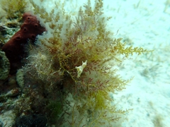 Aplysia parvula