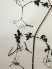 Eccremocarpus scaber