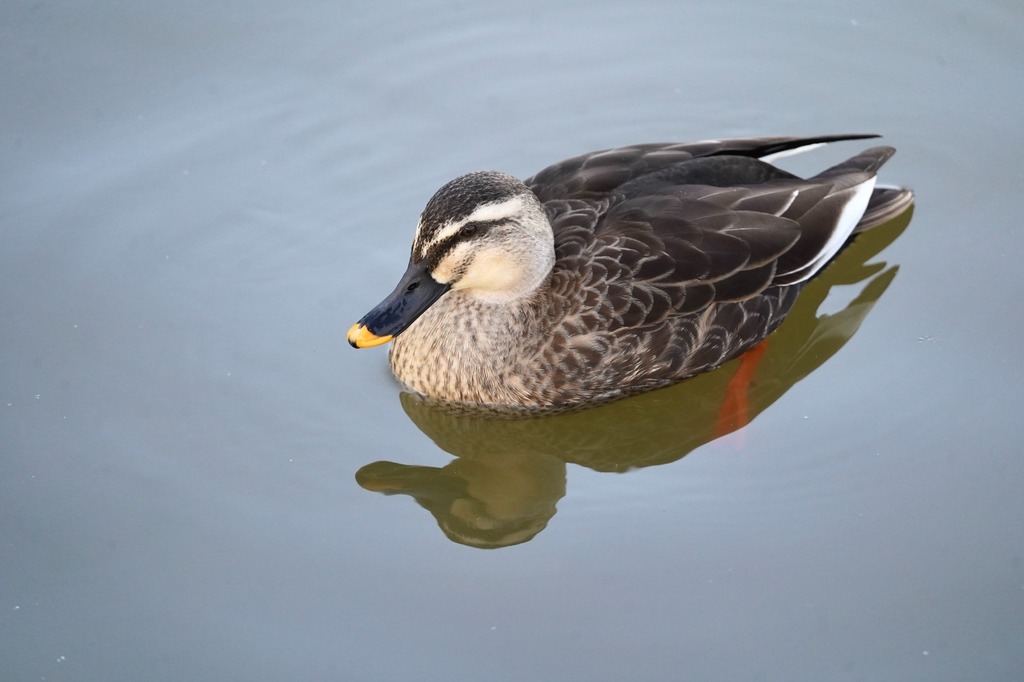 Eastern Spot-billed Duck from Yukinoshita, Kamakura, Kanagawa 248-0005 ...