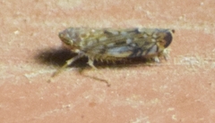 Scaphoideus
